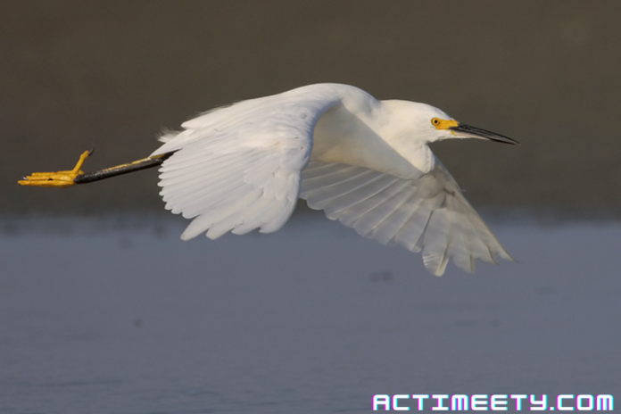 What Does Egret Taste Like All You Need to Know